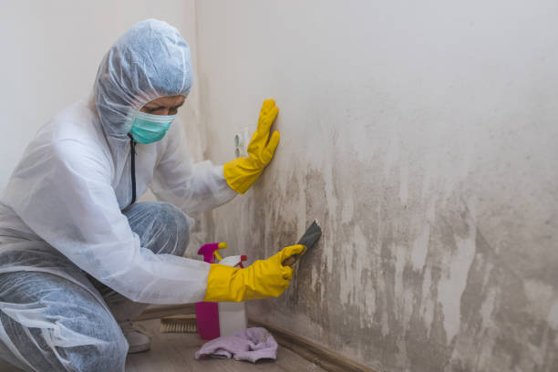 Best Attic Mold Remediation in Ranchos De Taos, NM