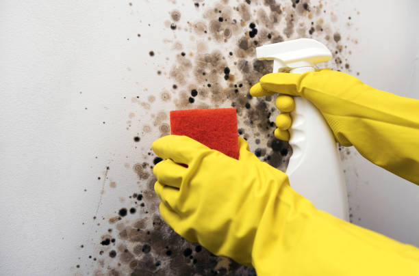 Best Commercial Mold Remediation in Ranchos De Taos, NM