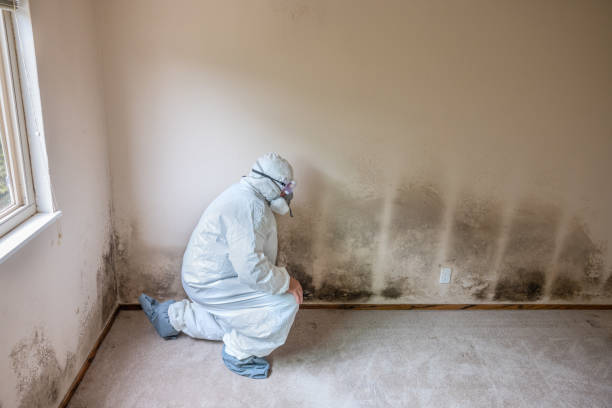 Best Mold Testing and Inspection Services in Ranchos De Taos, NM