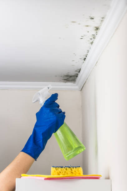 Best Mold Remediation for Specific Building Types in Ranchos De Taos, NM